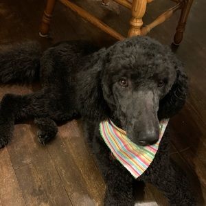 Meet your Posher, Jennifer